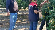 Sofralara gelen ürünlerde gizli tehlikeye karşı Söke'de sıkı takip