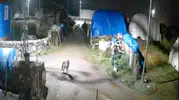 Sabahın ilk ışıklarında ürküten ziyaret: Köyün ortasında görüntülendi