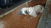 Sel sularına kapılan yaralı köpeğin yaşam mücadelesi İslahiye'yi harekete geçirdi