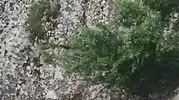 Harput'ta dağ keçileri yerleşim yerine indi