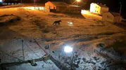 Ardahan’da vahşi yaşam yerleşim yerlerine kadar indi