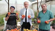 İncirliova’da yerli domates bereketi