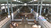İnegöl hayvan pazarında 4 bine yakın kurbanlık el değiştirdi