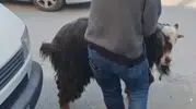 Amasya sokaklarında kurbanlık keçi kovalamacası