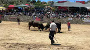 Germencik arenasında boğaların kıran kırana mücadelesi