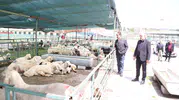 Malatya Canlı Hayvan Pazarı’nda kira isyanı