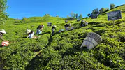 Rize’de çay hasadı şenlikle başladı