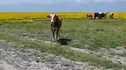 Nadir görülen Eber sarısının yaşam alanına inekler girdi