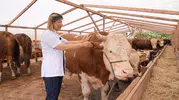 Kurbanlık alırken nelere dikkat etmeli