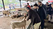 Karabük’te kurban pazarı hareketlendi