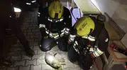 Bolu’da bir evde çıkan yangın kedinin hayatına mal oldu