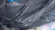 Buca'da 33 kedinin ölü bulunması sonrası veteriner hekim adliyeye sevk edildi