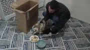 Bahçesinde bulduğu yaralı şahini ölümden kurtardı