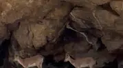 Malatya’nın sarp kayalıklarında yer çekimine meydan okuyan keçiler