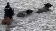 Karabük'te mandalarını kurtarmak için atıyla çaya girdi