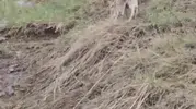 Erzurum kırsalında nadir görülen vaşak kameraya yansıdı
