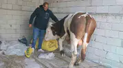 Ağrı Diyadin'de hayvancılık bölgenin yeni geçim kaynağı haline geldi