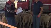 Köşk'te kurban denetimleri bayram tatili boyunca aralıksız sürecek