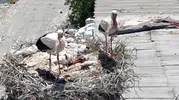 Avcılar'ın sadık misafirleri yuvalarında yavrularını büyütüyor
