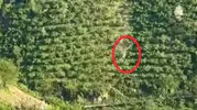 Giresun'da kamyonet 400 metreden uçuruma yuvarlandı