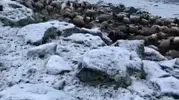 Kars’ta takvimler haziranı gösterirken lapa lapa kar yağdı