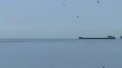 Tekirdağ sahilinde yunus sürprizi