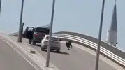 Tarsus trafiğinde kurbanlık keçi kovalamacası