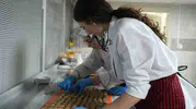 Safranbolu kıtırı artık çölyak hastaları için glutensiz üretiliyor