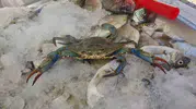 Karadeniz sularında şaşırtan misafir