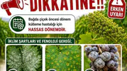 Sarıgöllü üzüm üreticilerine kritik ilaçlama uyarısı geldi