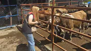 Aydın genelinde kurbanlıklar için sıkı denetim dönemi