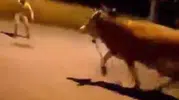 Bursa sokaklarını birbirine katan kaçak dana yakalandı