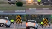 Anamur trafiğinde kurbanlık kovalamacası