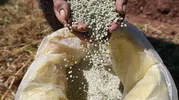 Denizli’de Kale Biberi için sezon açıldı
