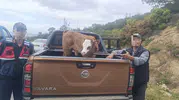 Aydın’da buzağı hırsızları kısa sürede yakayı ele verdi