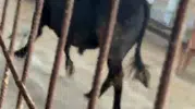 Kızılcahamam pazarında kurbanlık dana paniği