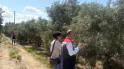 Didim zeytinliklerinde rekolte mesaisi başladı