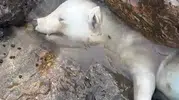 Karasu kıyısında bulunan beyaz canlı herkesi şaşırttı