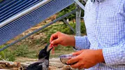 Tarlada bulduğu yaralı kargaya şefkat eli uzattı