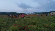 Bingöl yolundaki kırmızı çiçek denizi sürücüleri yoldan çıkardı