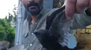 Gaziantep'te balkona asılı kalan kuşu besici böyle kurtardı