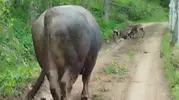 Artvin ormanlarında iki karacanın sıra dışı kavgası kameraya yansıdı