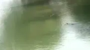 Dicle Nehri’nin nadir misafirleri kameralara yakalandı