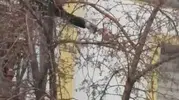 Sarıkamış’ta ağaçta mahsur kalan güvercini itfaiye kurtardı