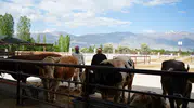 Erzincan hayvan pazarında bayram pazarlığı mesaisi başladı