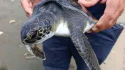 Samandağ sahilinde ölüme terk edilen yavru kaplumbağayı ekipler kurtardı