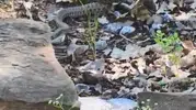 Tunceli kırsalında yılanın sincapla yaşam mücadelesi görüntülendi