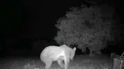 Malatya’da gece misafiri arı kovanlarını darmadağın etti