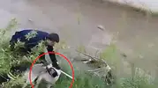İtfaiyeci ısıran köpeği kurtarmak için pes etmedi