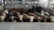 İnegöl kurban pazarında yer kalmadı